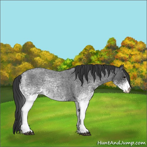 Horse Color:White Spotted Blue Roan Rabicano 