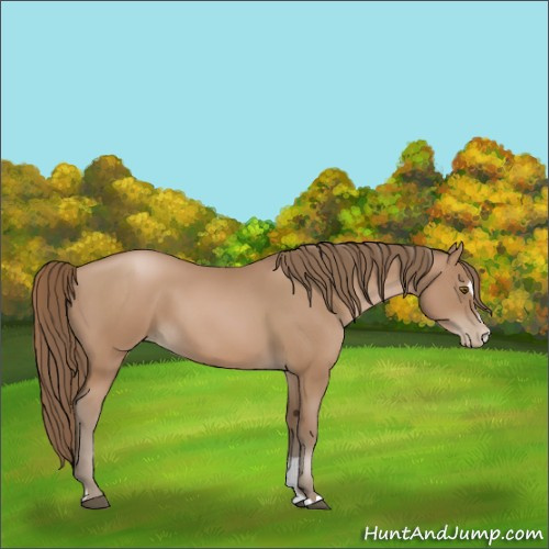 Horse Color:Black Pearl Sabino 