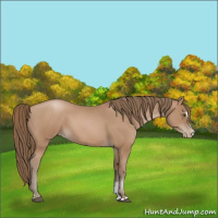 Horse Color:Black Pearl Sabino