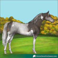 Horse Color:Silver Black Tobiano