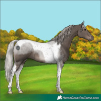 Horse Color:Silver Black Tobiano 