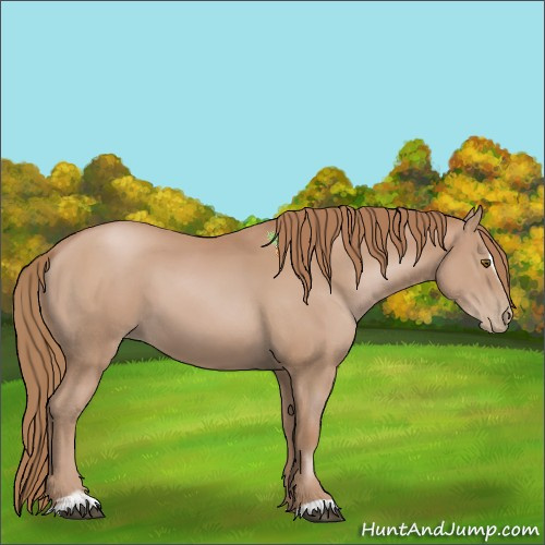 Horse Color:Black Pearl Sabino 