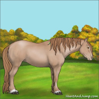Horse Color:Black Pearl Sabino 
