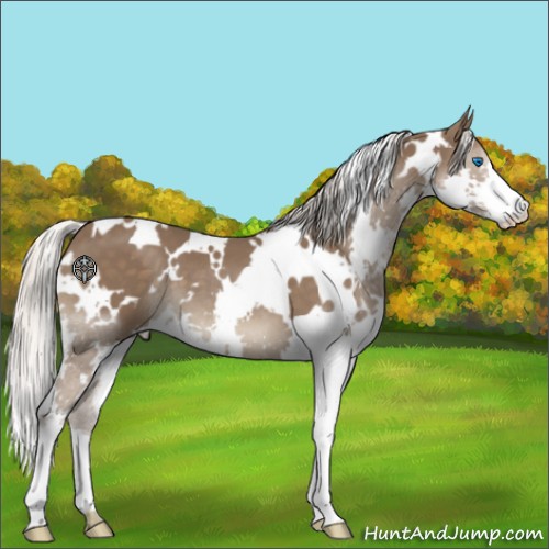 Horse Color:White Spotted Silver Black Splash 