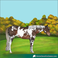 Horse Color:White Spotted Liver Chestnut 