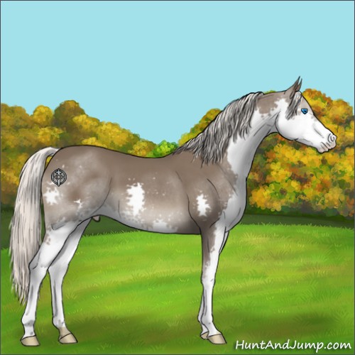Horse Color:Silver Black Splash 