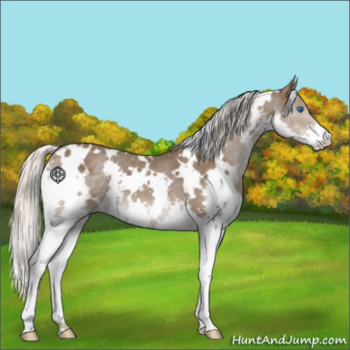 Horse Color:White Spotted Silver Black Splash 