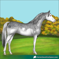 Horse Color:Silver Black Chinchilla Splash 