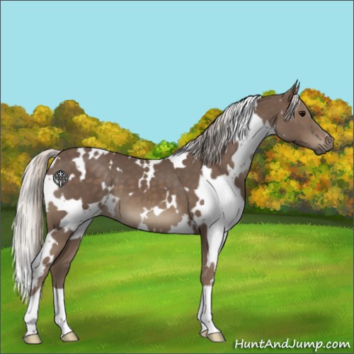 Horse Color:White Spotted Silver Black 