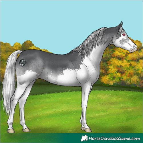 Horse Color:Silver Black Chinchilla Splash