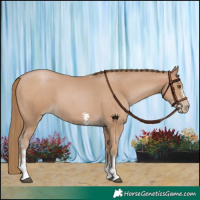 Horse Color:Black Pearl Sabino