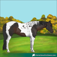 Horse Color:Brown Tobiano 