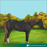 Horse Color:Liver Chestnut Tobiano 