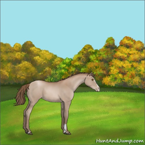 Horse Color:Black Pearl Sabino