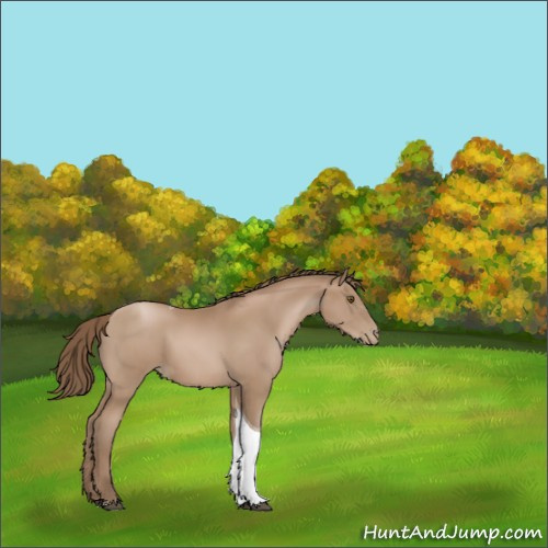 Horse Color:Black Pearl Sabino Tobiano 