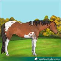 Horse Color:Bay Tobiano 