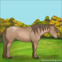 Horse Color:Black Pearl Sabino