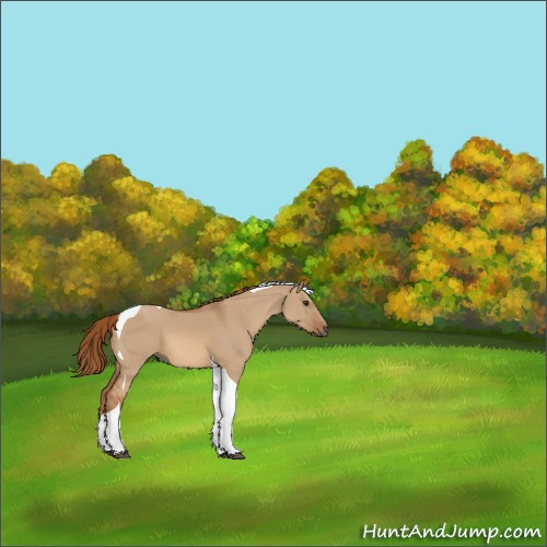 Horse Color:Red Dun Tobiano