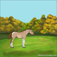 Horse Color:Red Dun Tobiano