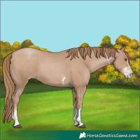 Horse Color:Black Pearl Sabino