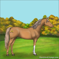 Horse Color:Palomino 