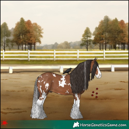 Horse Color:White Spotted Bay Splash