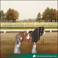 Horse Color:White Spotted Bay Splash 