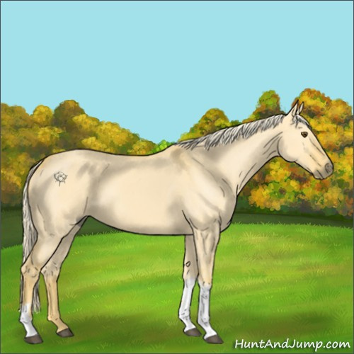 Horse Color:Palomino Dun Tobiano 