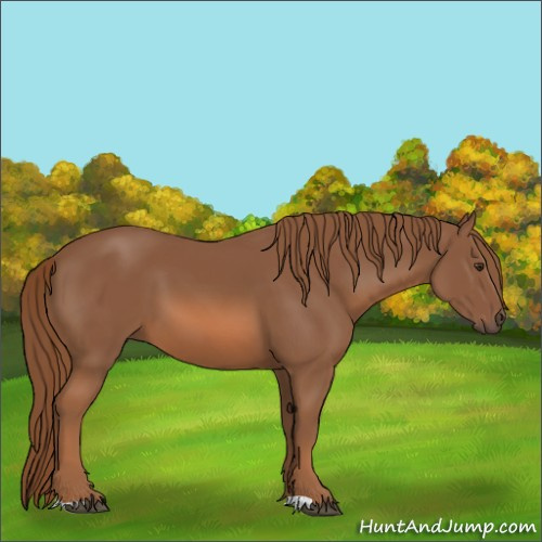 Horse Color:Chestnut 