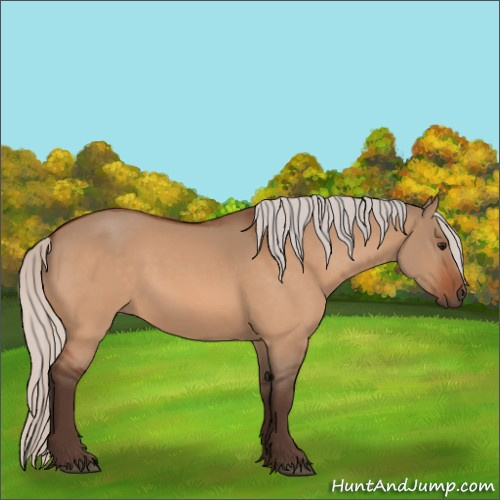 Horse Color:Silver Bay Dun 