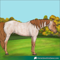 Horse Color:Red Roan 