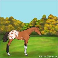 Horse Color:Bay Tobiano Appaloosa