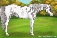 Horse Color:Platinum Chocolate Palomino Onyx Tobiano Appaloosa 