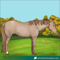 Horse Color:Black Pearl Sabino