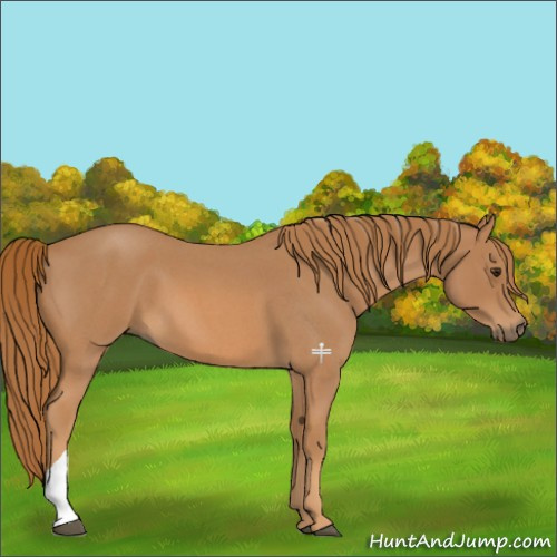 Horse Color:Red Roan Tobiano 