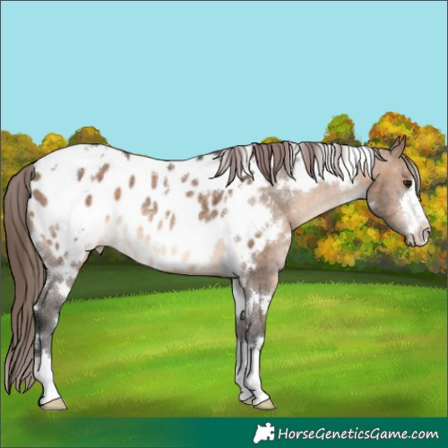 Horse Color:White Spotted Brown Dun Blanket Rabicano 