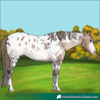 Horse Color:White Spotted Brown Dun Blanket Rabicano