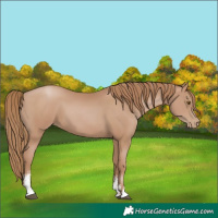 Horse Color:Black Pearl Sabino 