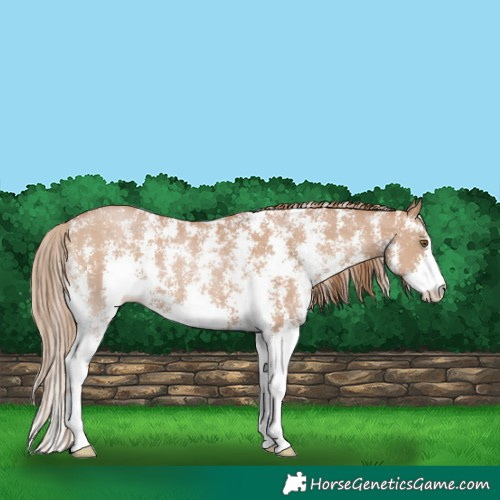 Horse Color:Black Pearl Sabino 
