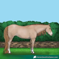 Horse Color:Black Pearl Sabino 