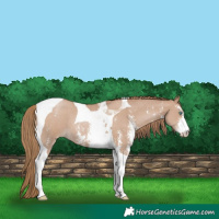 Horse Color:Black Pearl Sabino Tobiano 