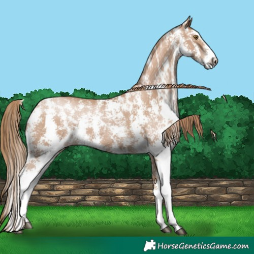 Horse Color:Black Pearl Sabino 
