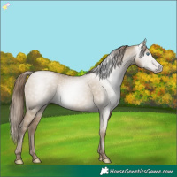 Horse Color:Gray Smoky Grullo Pearl 