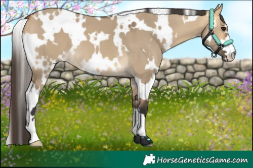 Horse Color:White Spotted Buckskin Dun