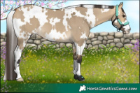 Horse Color:White Spotted Buckskin Dun 