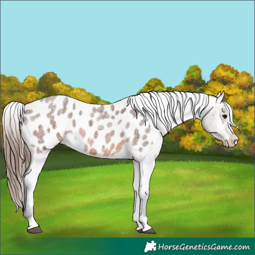 Horse Color:Brown Roan Appaloosa 