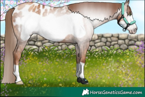 Horse Color:Gray Gold Champagne Frame Appaloosa 