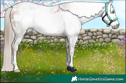 Horse Color:Gray Gold Champagne Frame Appaloosa 