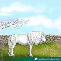 Horse Color:Watercolor White Spotted Silver Brown Dun Tobiano Appaloosa Rabicano Brindle 