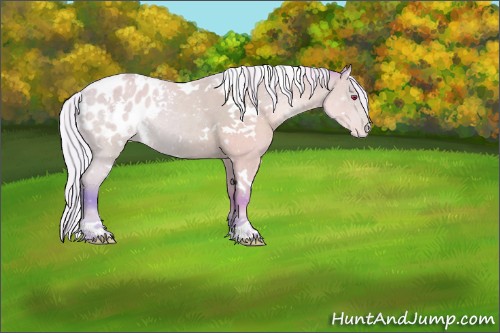 Horse Color:Watercolor White Spotted Silver Bay Chinchilla Appaloosa Rabicano 
